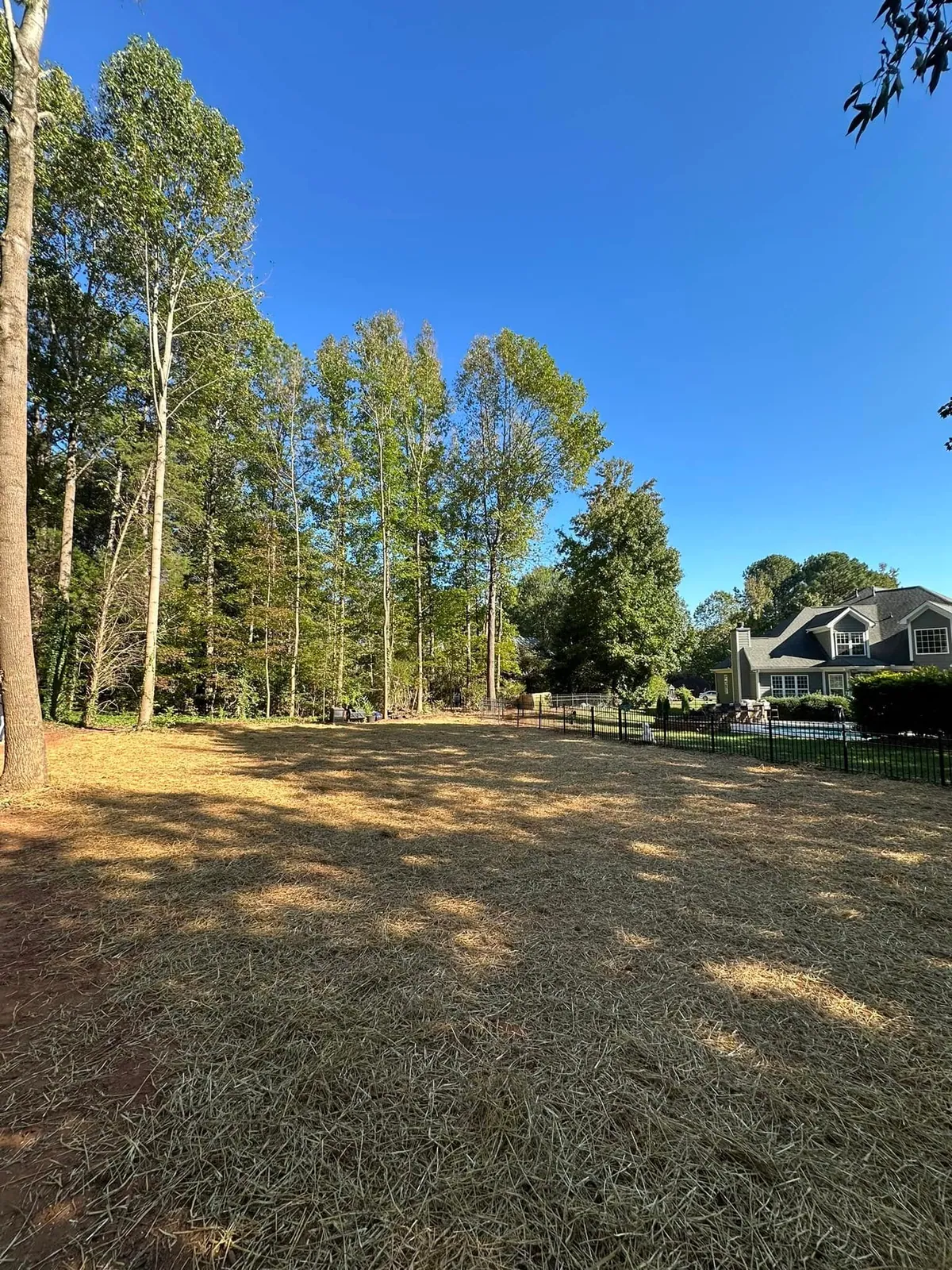 Backyard fully strawed after grading, black aluminum fence, two-story house with pool
