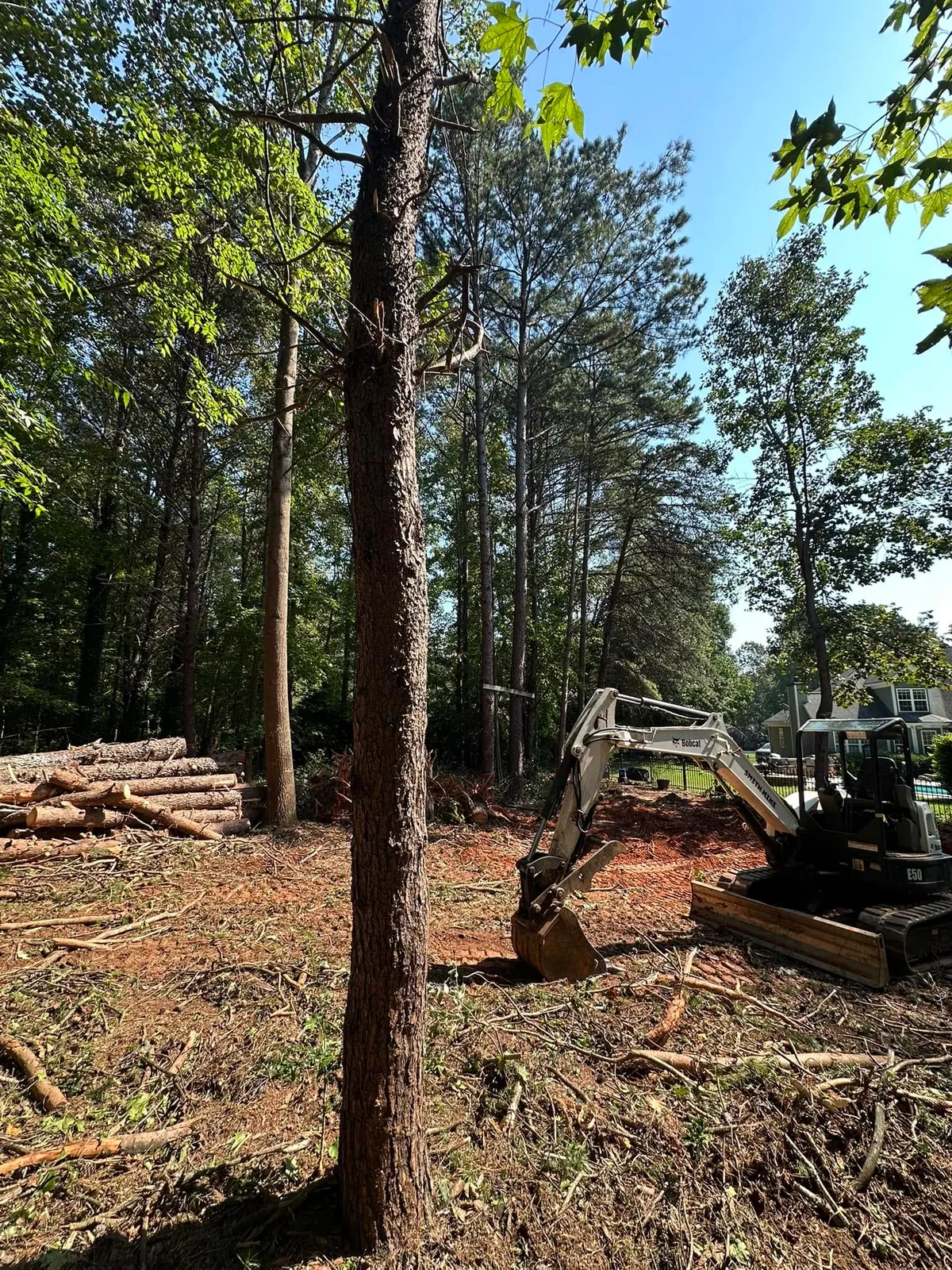 Bobcat E50 mini excavator clearing pine understory behind house, stacked logs, orange safety fence