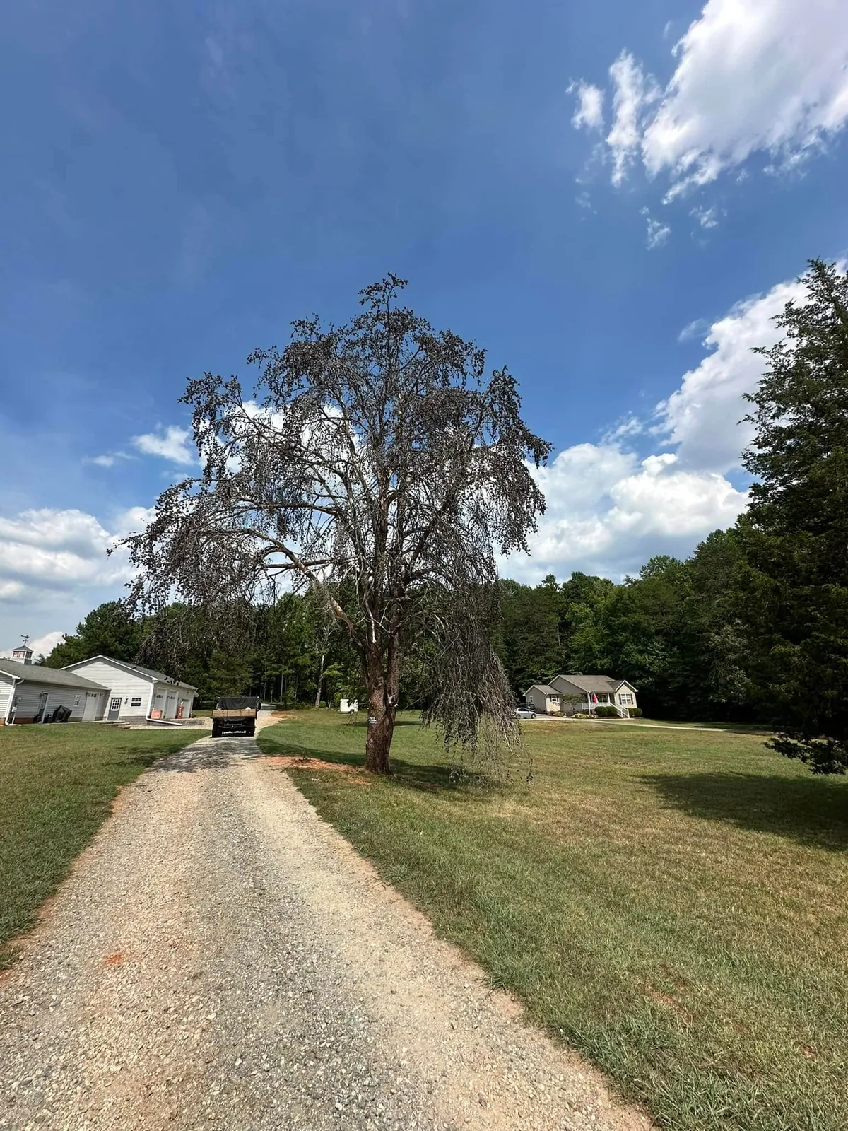 Dead weeping tree standing beside gravel driveway before removal, dump truck parked near white garage