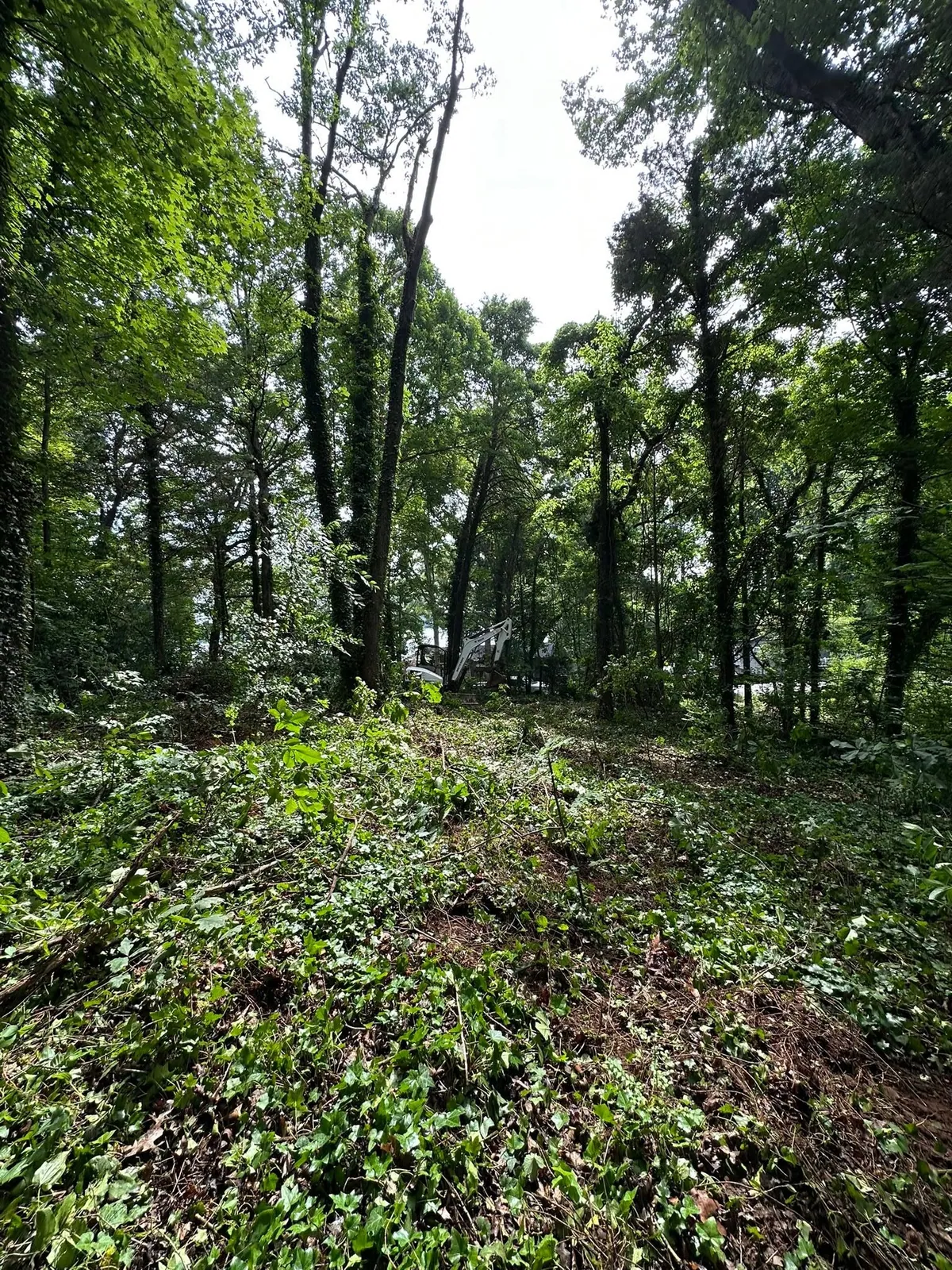 Ivy-choked wooded lot with cut brush, Bobcat mini excavator visible through trees at start of clearing