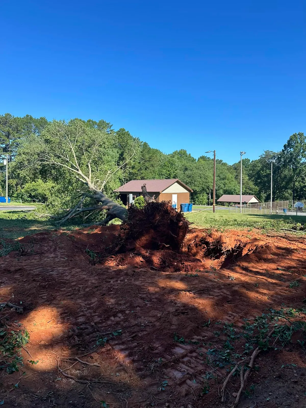 Uprooted tree root ball exposed on red clay next to park restroom building and fenced courts in Claremont, NC