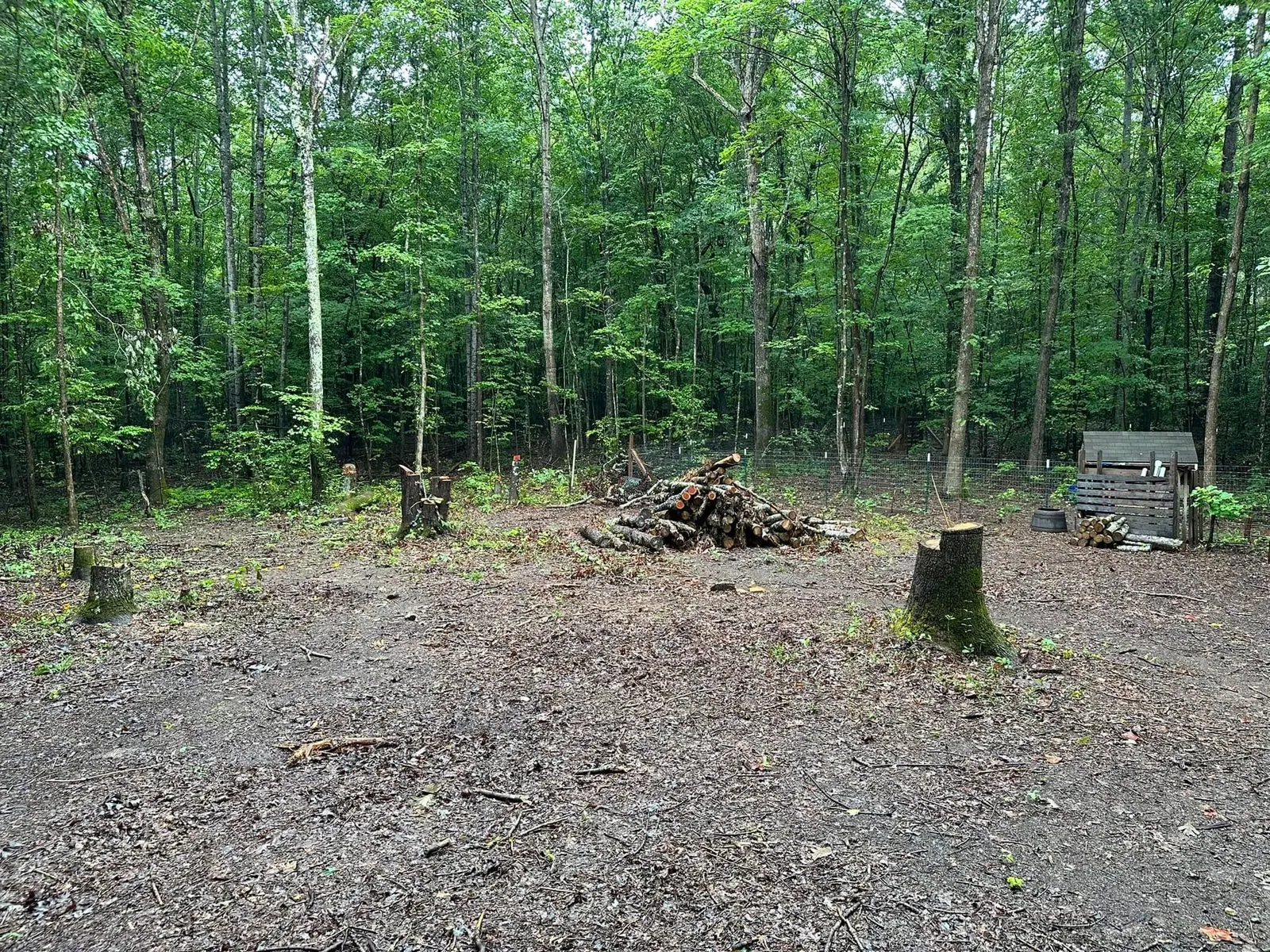 Wooded backyard with fresh-cut stumps and stacked logs before stump removal; small shed and wire fence